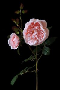 Blush old English Rose